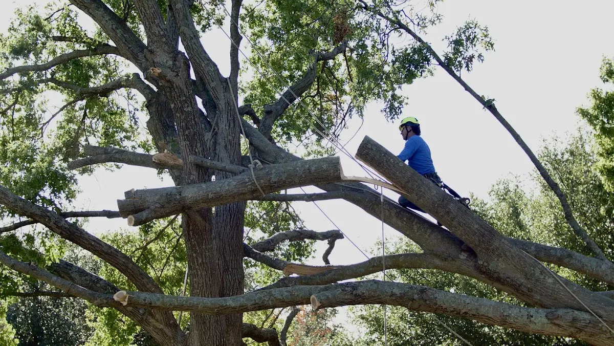 Professional Crown Thinning performed by certified arborists in Bingham Canyon