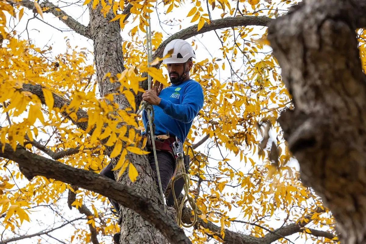Skilled Tree Pruning crew working in Bingham Canyon